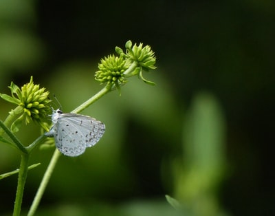 挂在绿色植物上的白蝴蝶的微距摄影